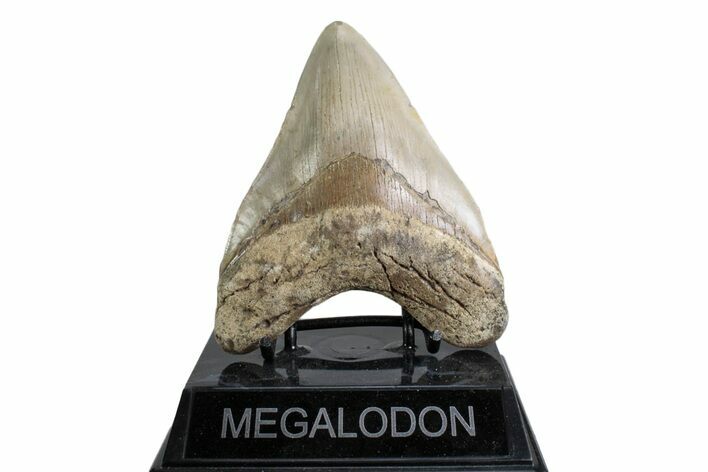 Fossil Megalodon Tooth - North Carolina #378078